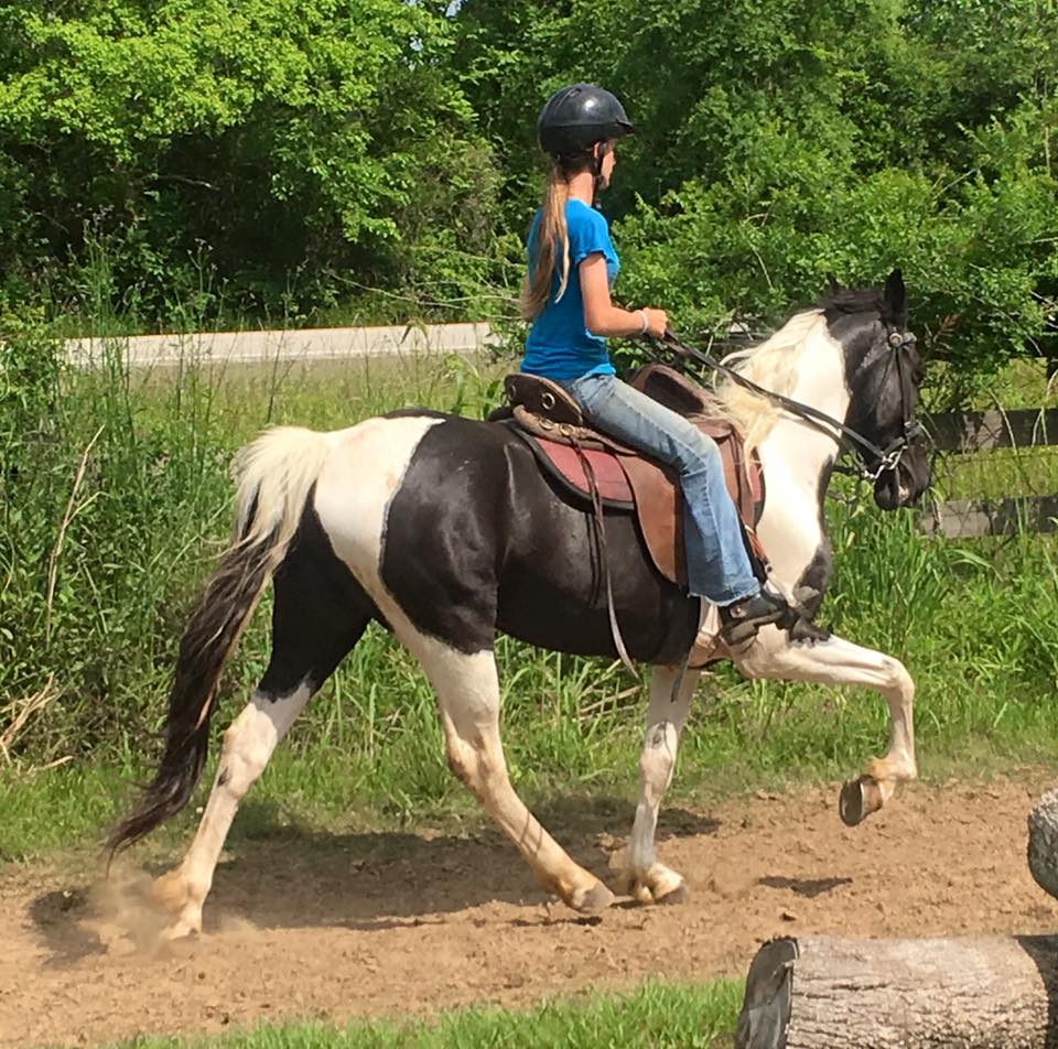 Tennessee Walking Horses CLOUD 9 WALKERS (Tennessee Walking Horse Mare)