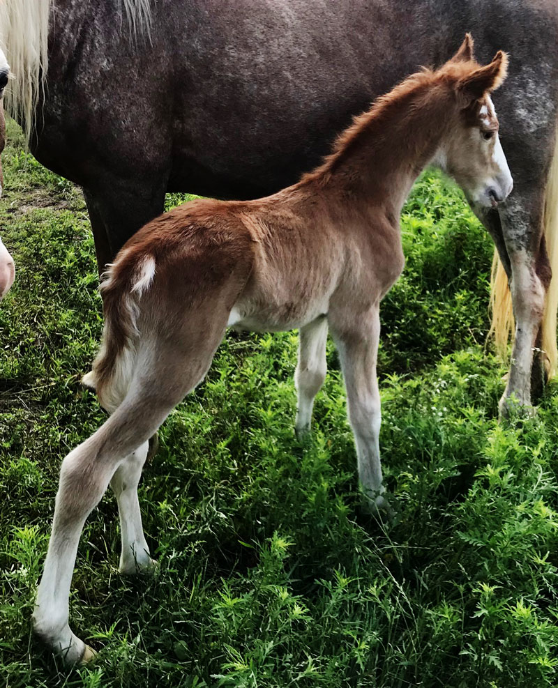 Sorrel Tennessee Walking Horse colt