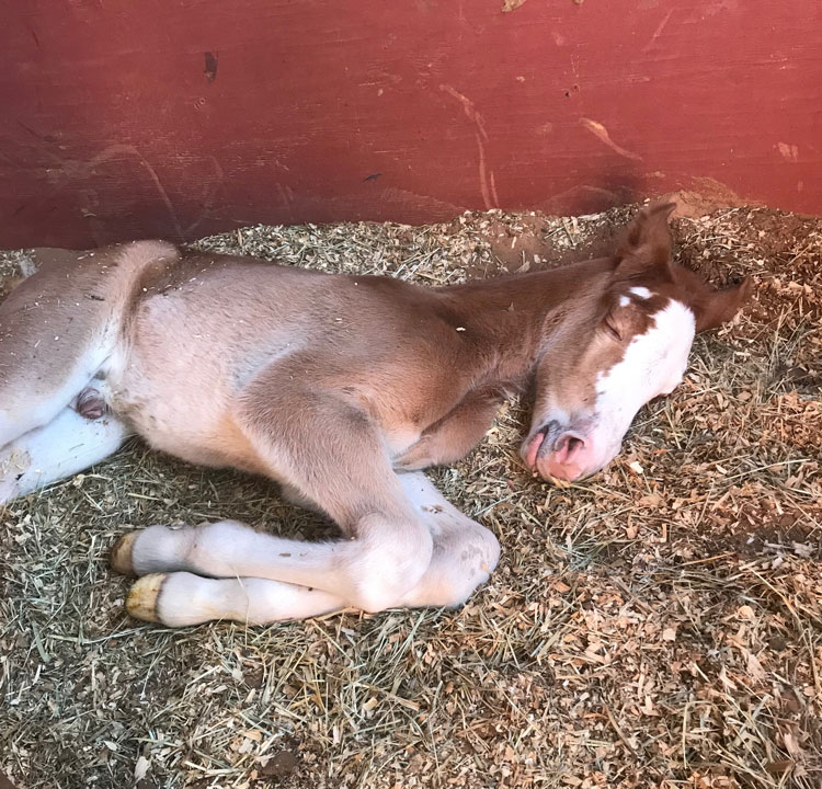 Sorrel sabino Tennessee Walking Horse colt