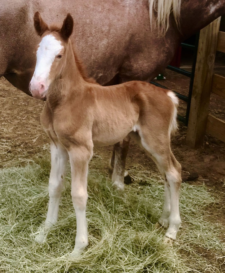 Sorrel sabino Tennessee Walking Horse colt