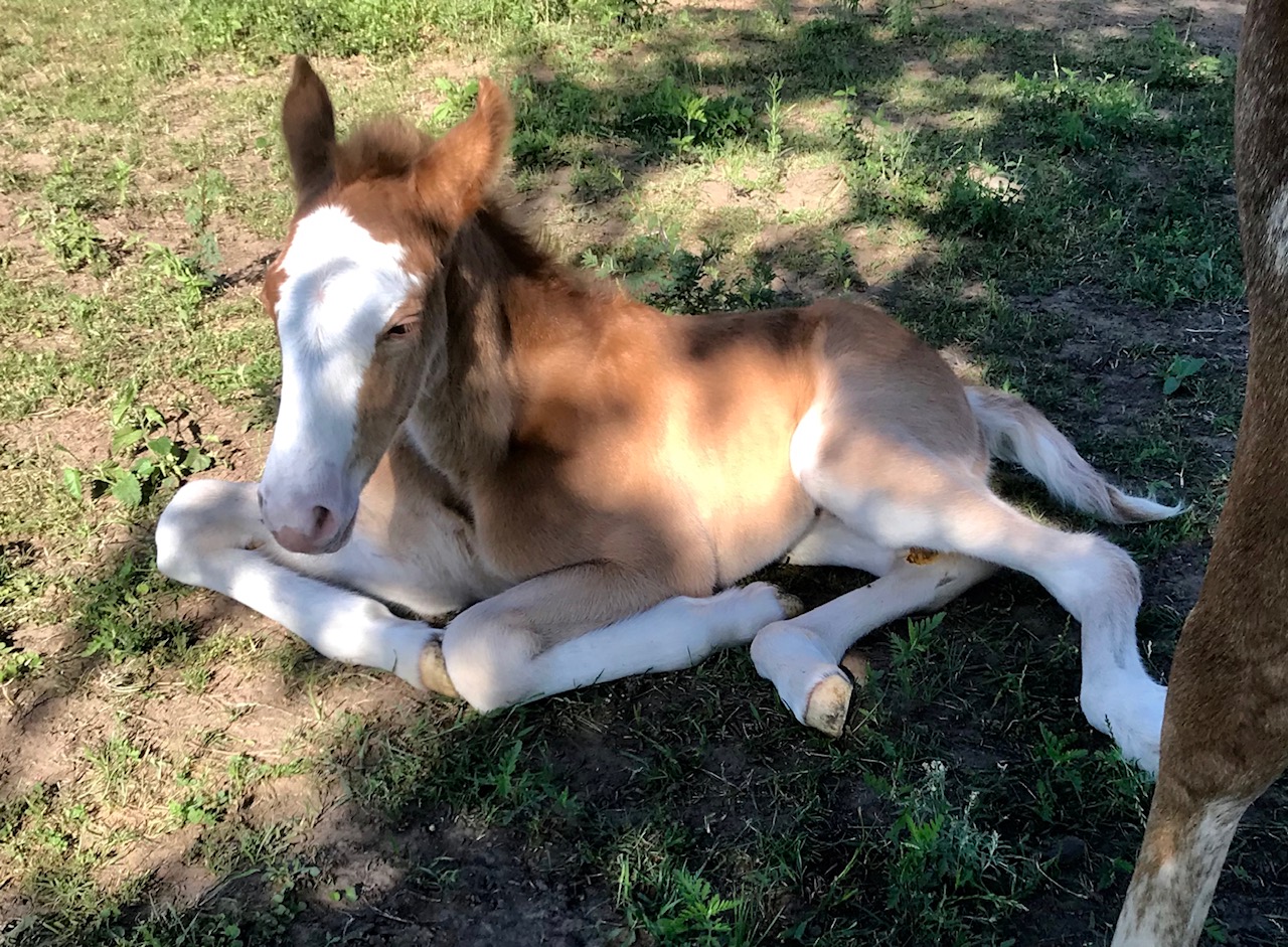 Sorrel sabino Tennessee Walking Horse colt