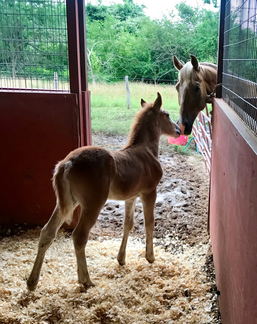 Sorrel sabino Tennessee Walking Horse colt