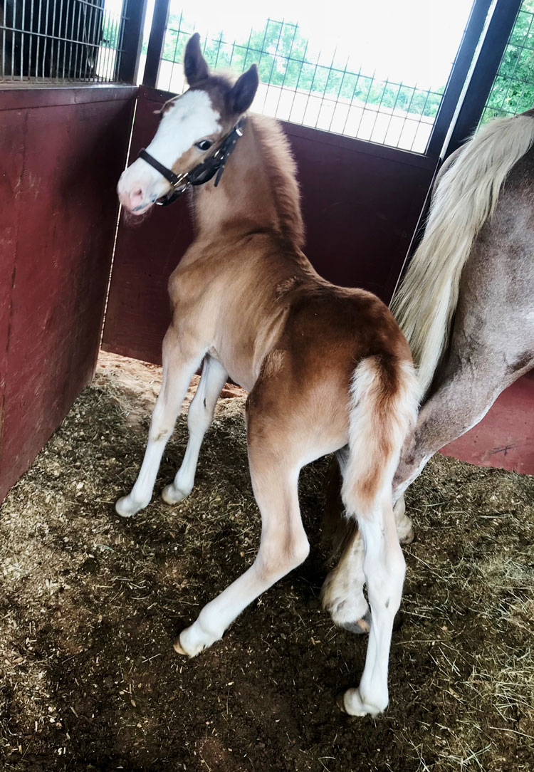 Sorrel Tennessee Walking Horse colt