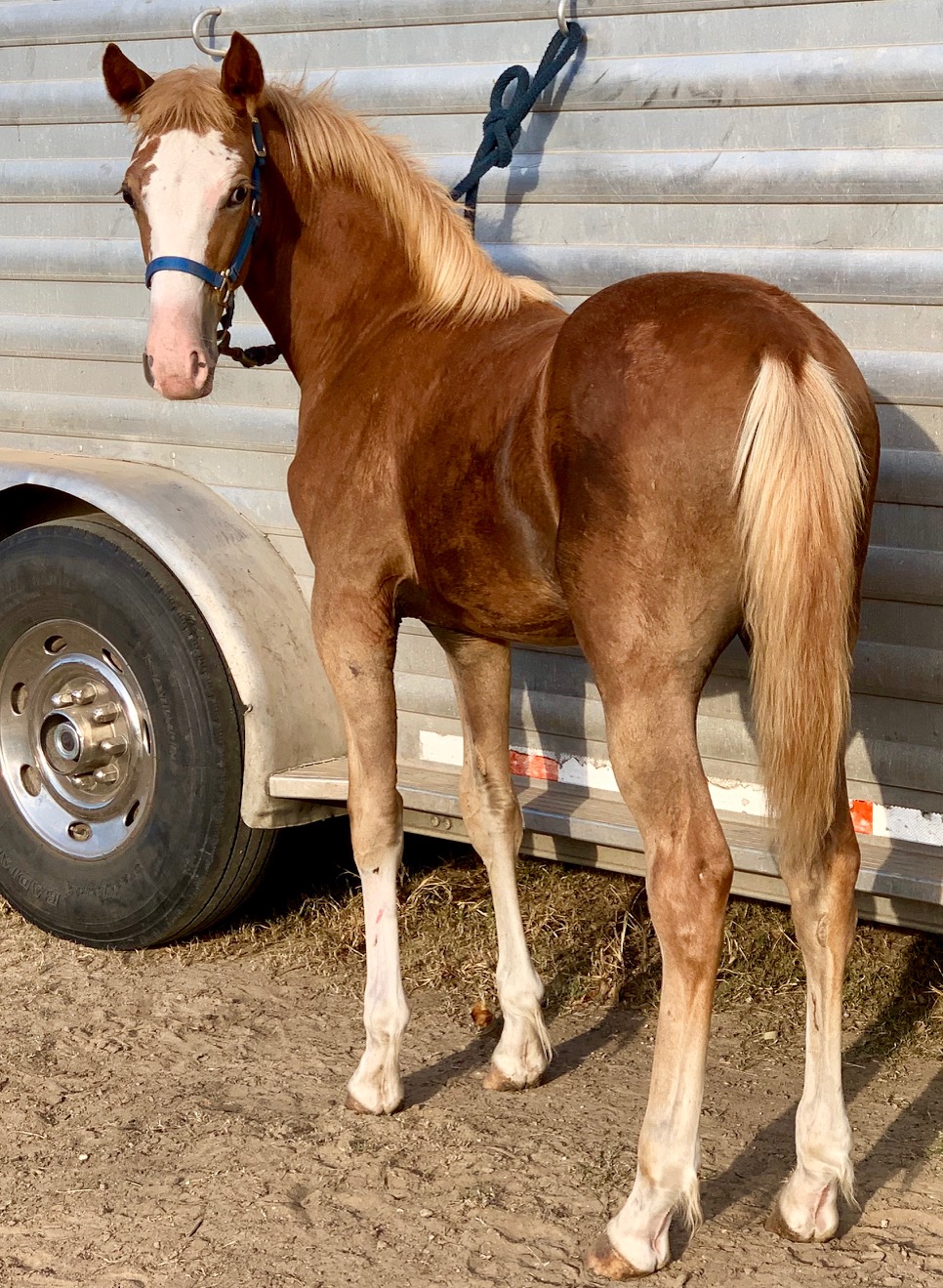 Sorrel Sabino Tennessee Walking Horse colt