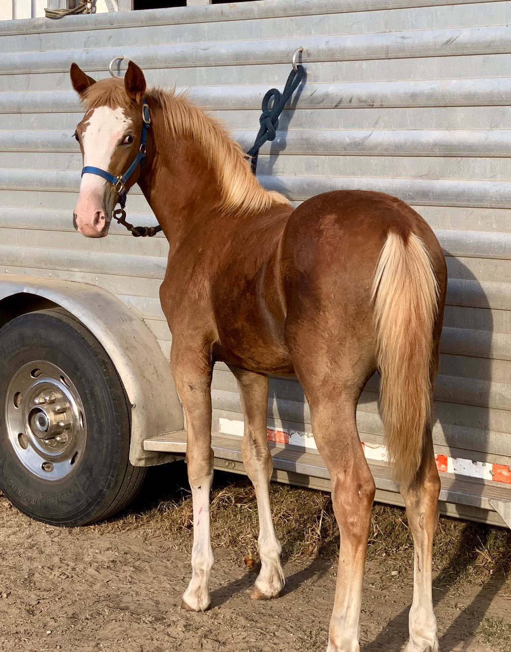 Sorrel sabino Tennessee Walking Horse colt