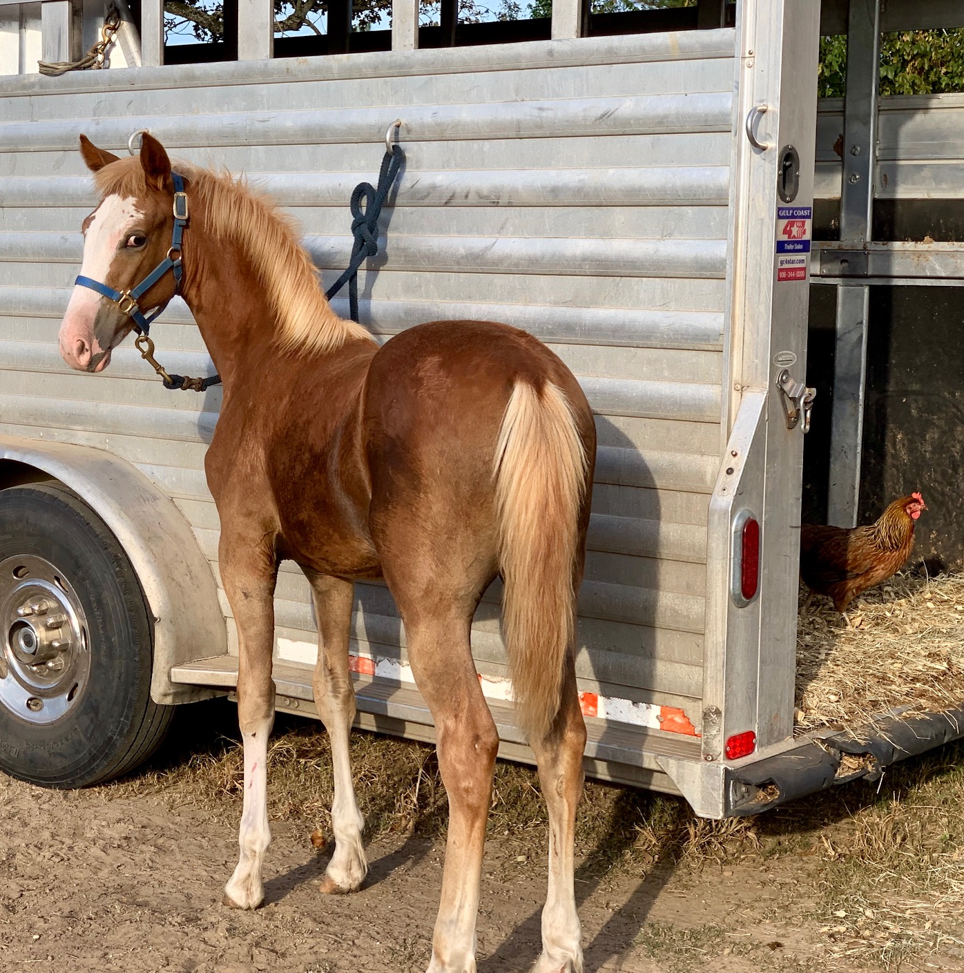 Sorrel sabino Tennessee Walking Horse colt