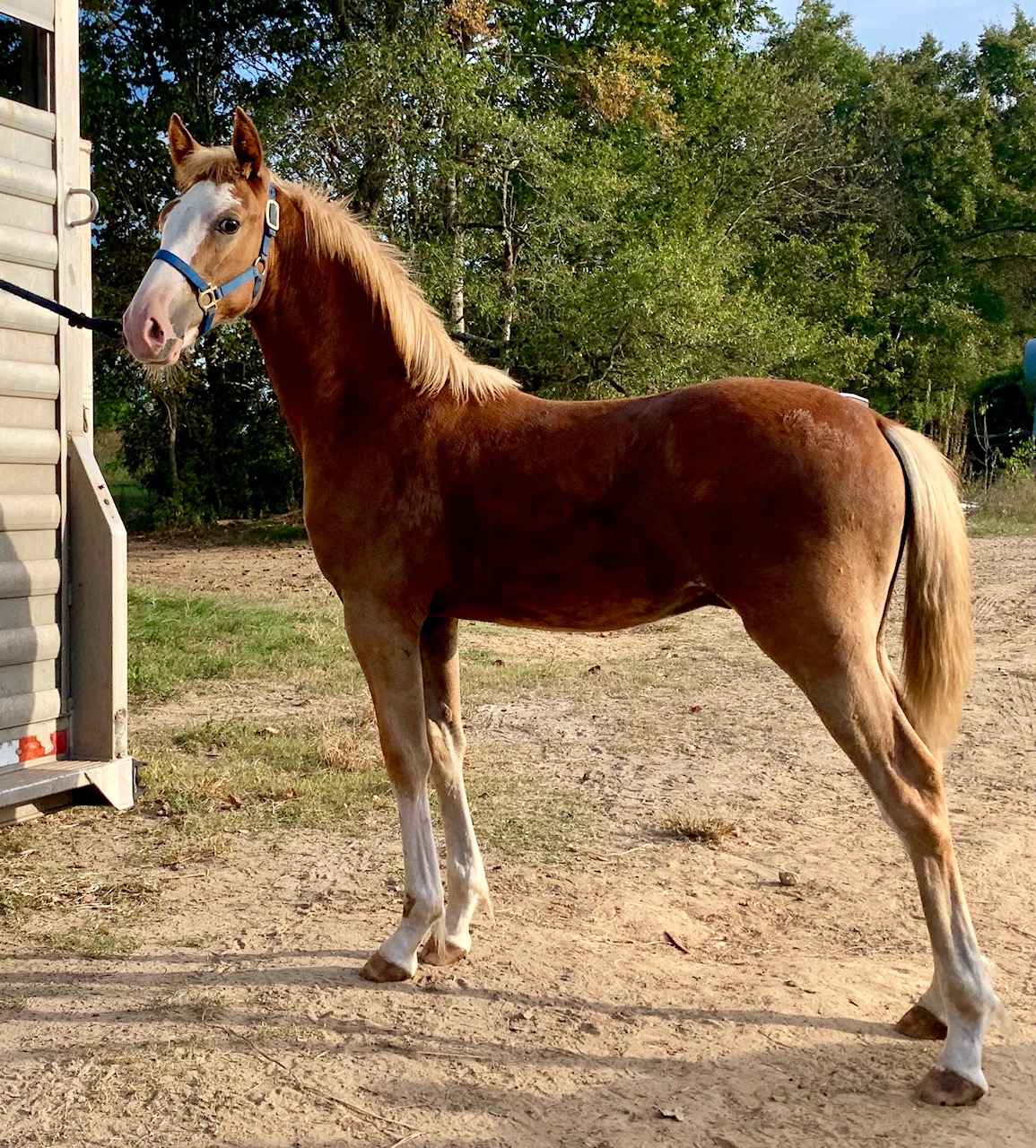 Sorrel sabino Tennessee Walking Horse colt