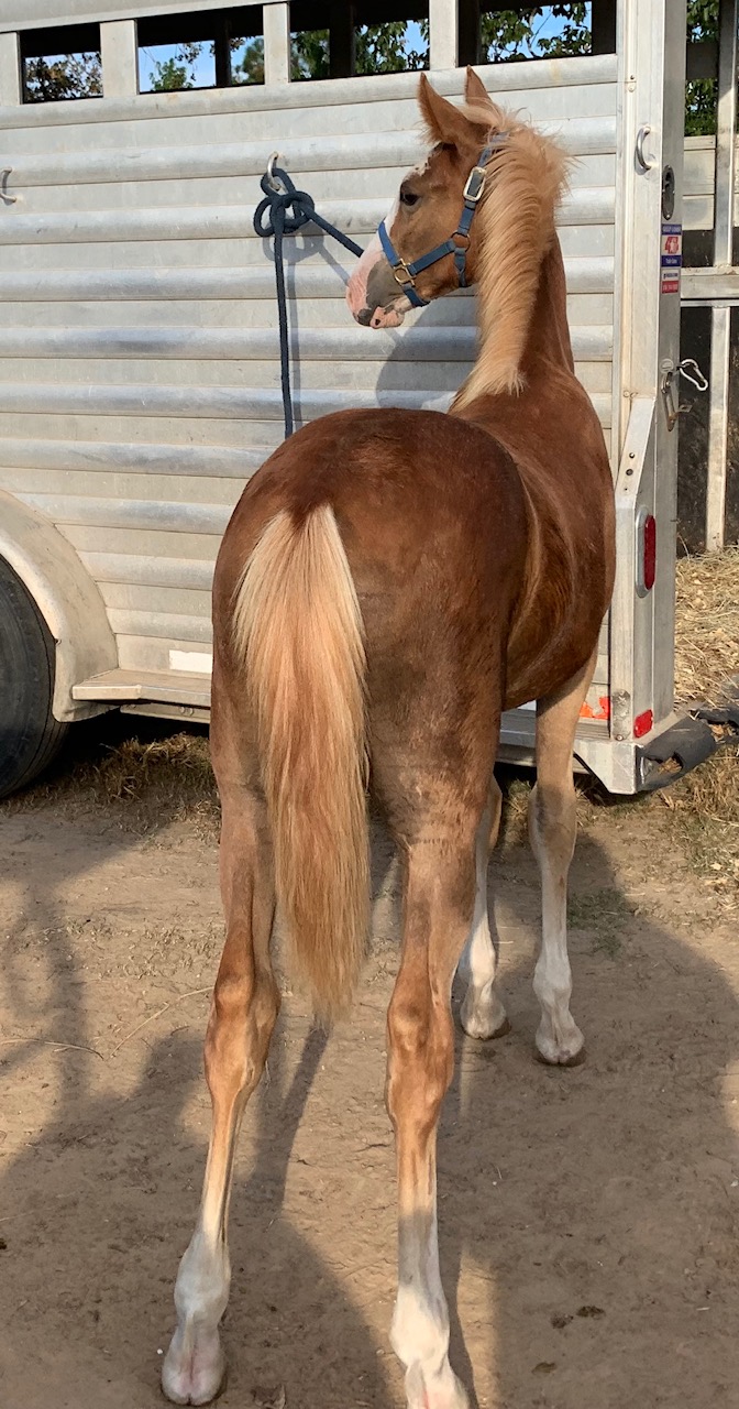 Sorrel sabino Tennessee Walking Horse colt