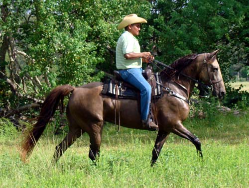 Tennessee Walking Horses - CLOUD 9 WALKERS (Tennessee Walking Horse Mare))