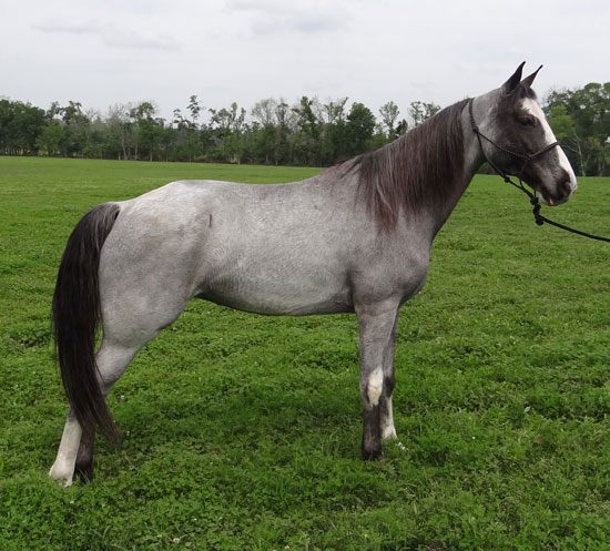 Blue Roan Tennessee Walking Horse mare for sale