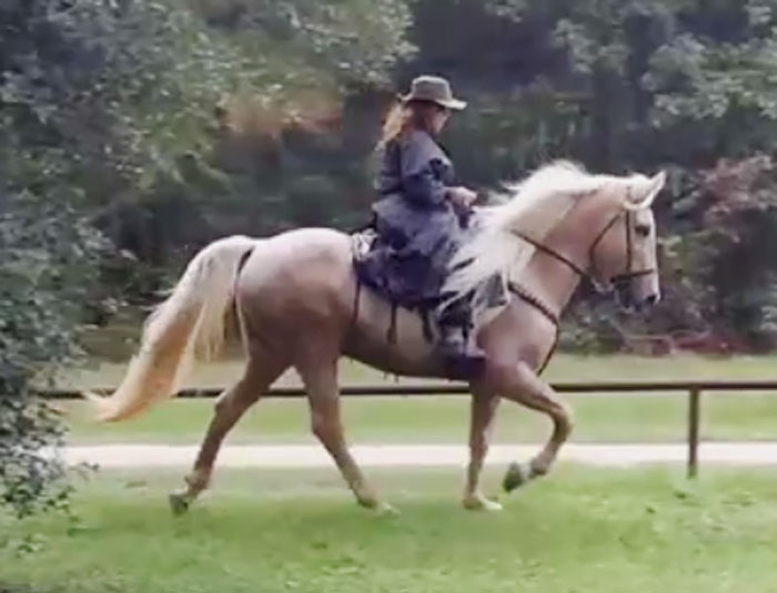 Huge Palomino Tennessee Walking Horse Gelding