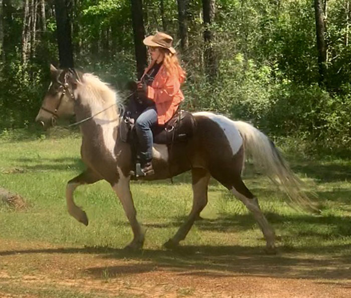 Buckskin spotted gelding