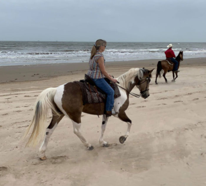 Buckskin tobiano spotted saddle horse gelding