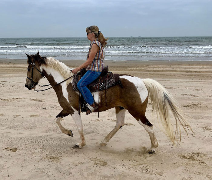 Buckskin tobiano spotted saddle horse gelding