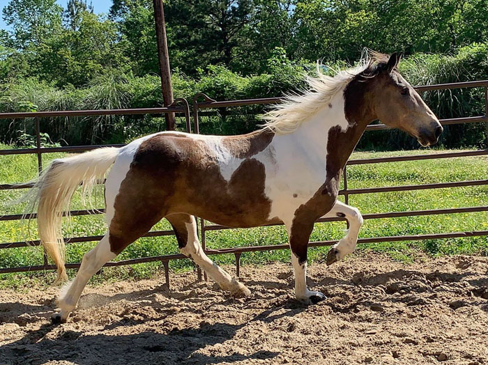 Buckskin tobiano Tennessee Walking Horse gelding