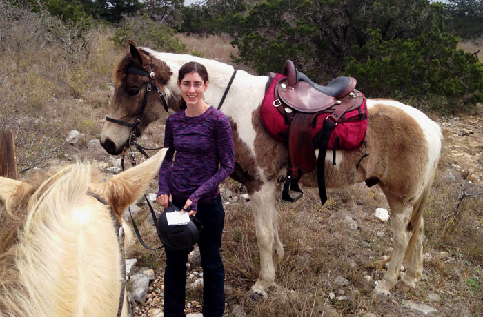 Buckskin tobiano Tennessee Walking Horse gelding