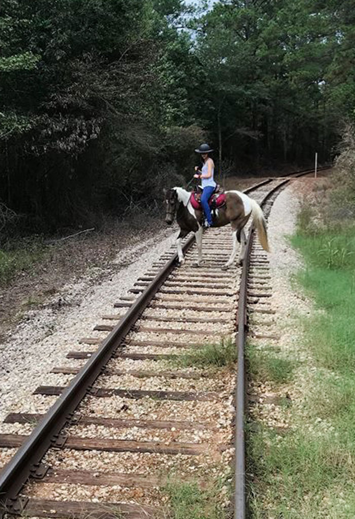 Buckskin tobiano Tennessee Walking Horse gelding