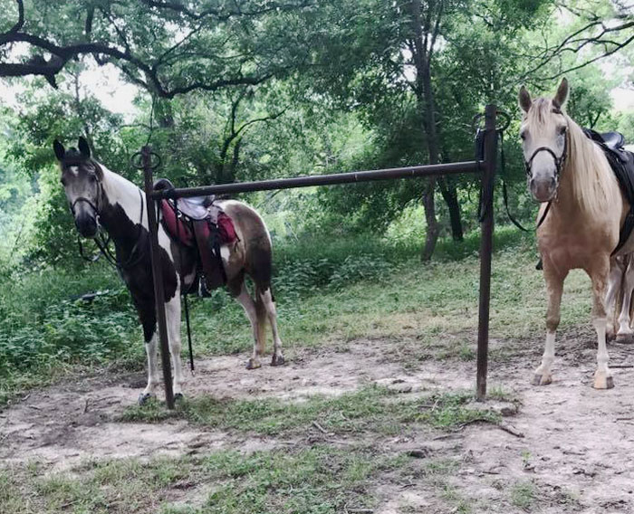 Buckskin tobiano Tennessee Walking Horse gelding