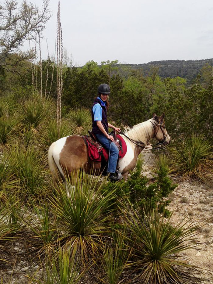 Buckskin tobiano Tennessee Walking Horse gelding