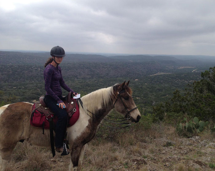 Buckskin tobiano Tennessee Walking Horse gelding