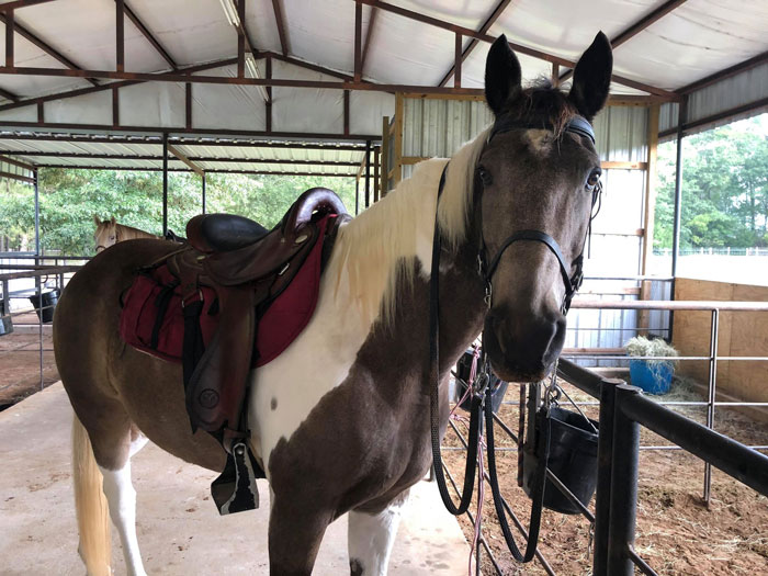 Buckskin tobiano Tennessee Walking Horse gelding