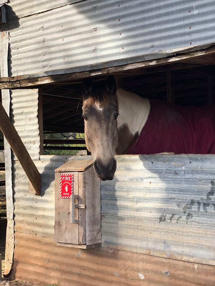 Buckskin tobiano Tennessee Walking Horse gelding