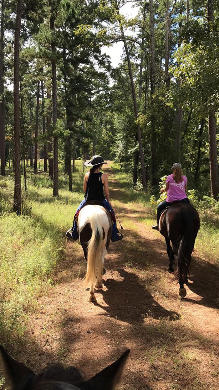 Buckskin tobiano Tennessee Walking Horse gelding