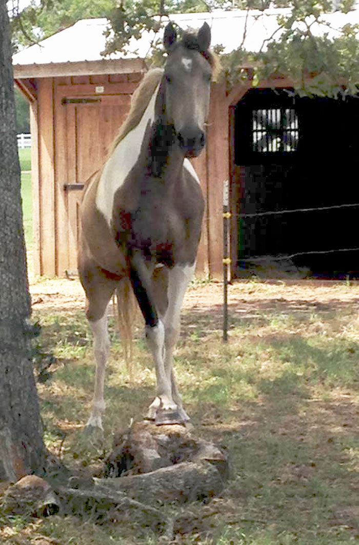 Buckskin tobiano Tennessee Walking Horse gelding