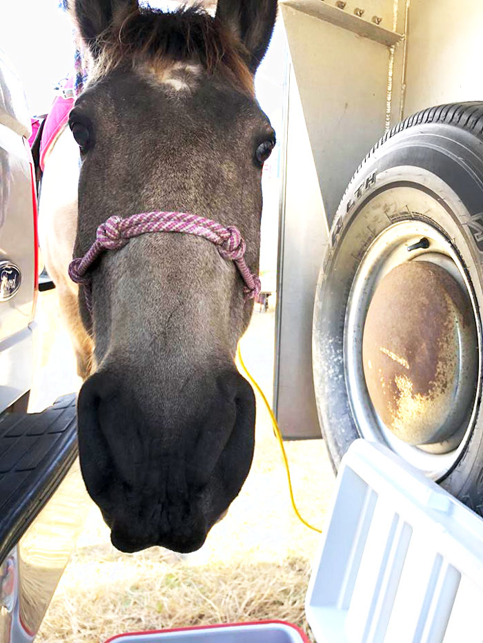 Buckskin tobiano Tennessee Walking Horse gelding