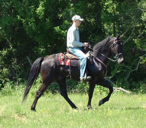 Tennessee Walking Horses - CLOUD 9 WALKERS (Tennessee Walking Horse ...