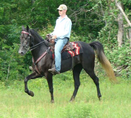 Tennessee Walking Horses - CLOUD 9 WALKERS (Tennessee Walking Horse Filly)