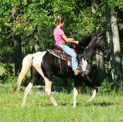 Tennessee Walking Horses - CLOUD 9 WALKERS (Tennessee Walking Horse ...