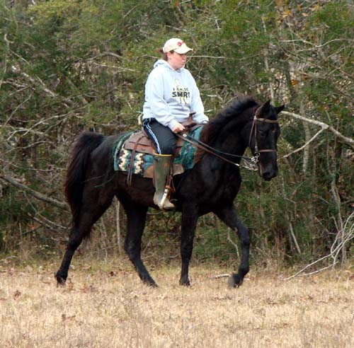 Tennessee Walking Horses - CLOUD 9 WALKERS (Tennessee Walking Horse ...