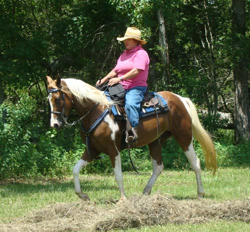 Tennessee Walking Horses - CLOUD 9 WALKERS (Tennessee Walking Horse Mare)