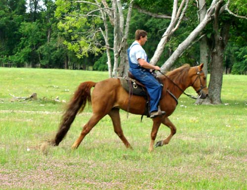 Tennessee Walking Horses - CLOUD 9 WALKERS (Tennessee Walking Horse ...