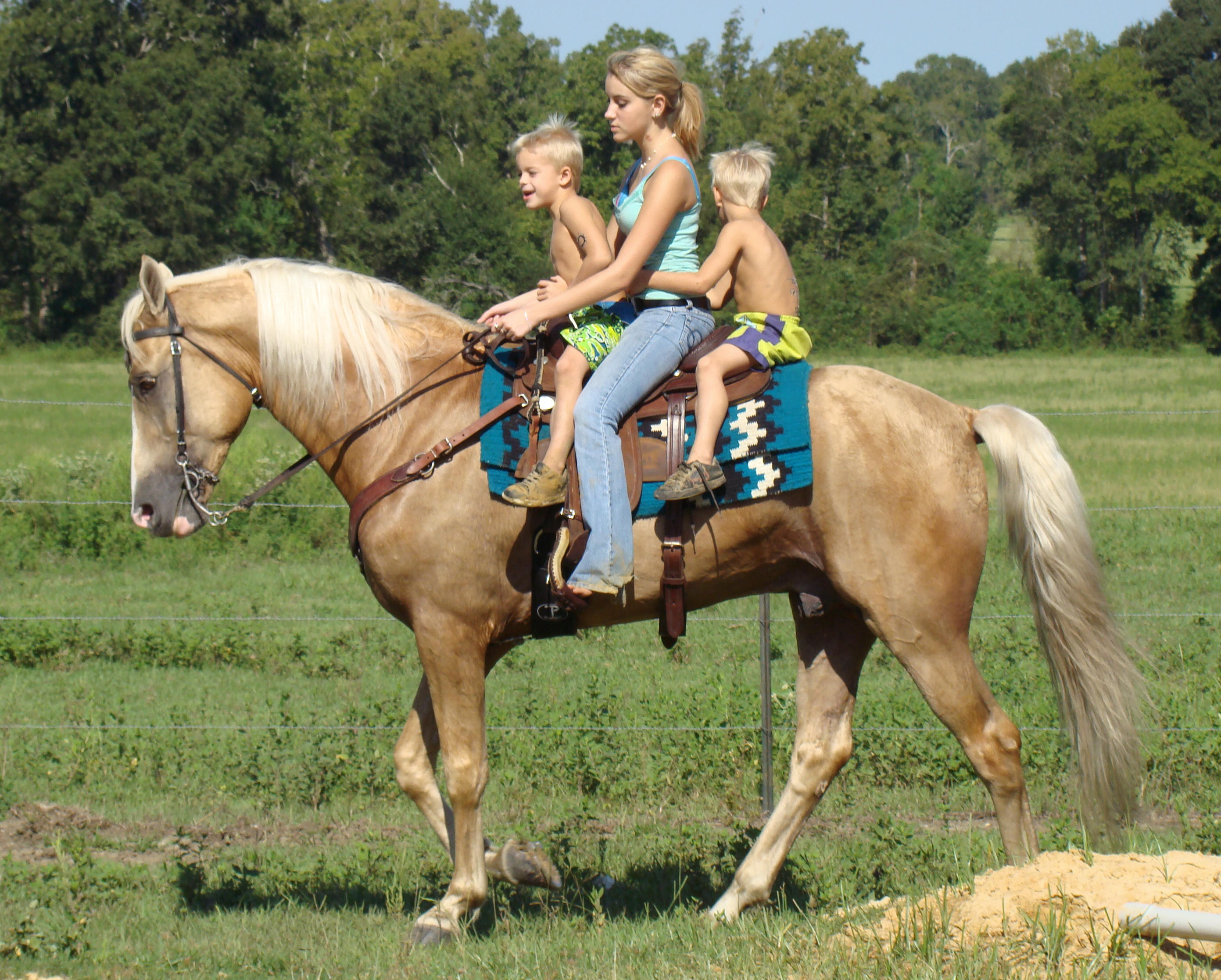 Tennessee Walking Horses - CLOUD 9 WALKERS (Tennessee Walking Horse ...