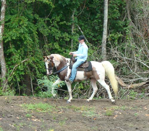 Tennessee Walking Horses - CLOUD 9 WALKERS (Tennessee Walking Horse Mare))