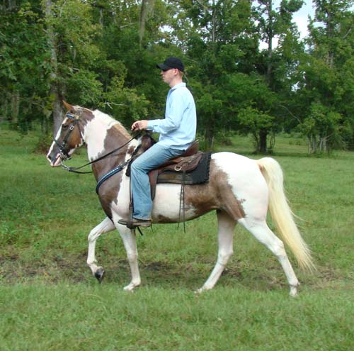 Tennessee Walking Horses - CLOUD 9 WALKERS (Tennessee Walking Horse Mare))