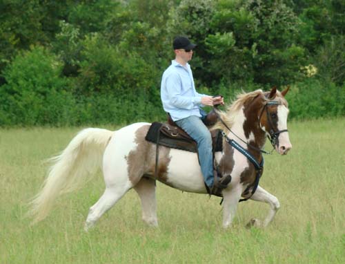 Tennessee Walking Horses - CLOUD 9 WALKERS (Tennessee Walking Horse Mare))