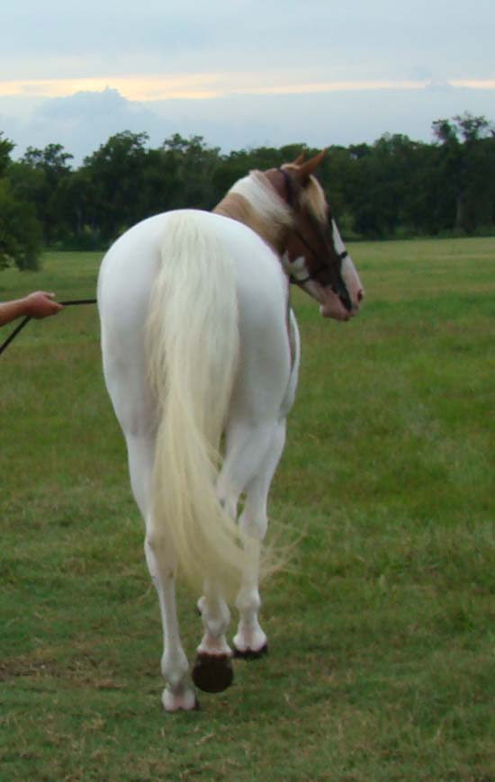 Tennessee Walking Horses - CLOUD 9 WALKERS (Tennessee Walking Horse Mare))