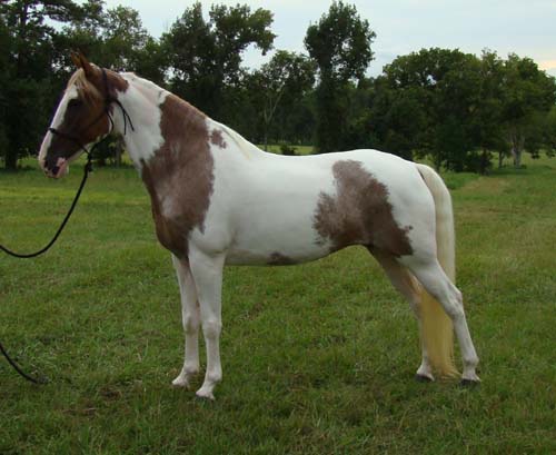 Tennessee Walking Horses - CLOUD 9 WALKERS (Tennessee Walking Horse Mare))