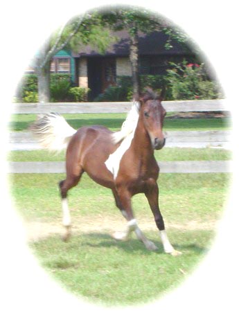 Tennessee Walking Horses - CLOUD 9 WALKERS (Tennessee Walking Horse ...