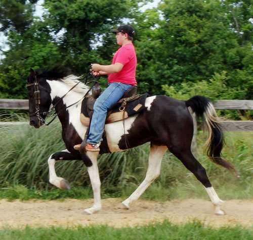 black & white spotted saddle horse gelding for sale